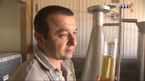 [vidéo] L’immortelle, cet élixir de beauté… | La Cabane aux Arômes | Scoop.it