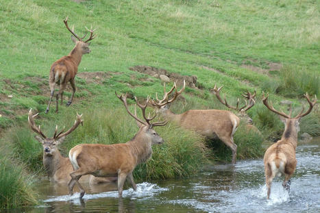 Cartographier les migrations des ongulés pour mieux les protéger : vers le tout premier atlas mondial | Biodiversité | Scoop.it