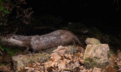 Étude du retour de la Loutre d’Europe Lutra lutra (Linnaeus, 1758) sur le fleuve Lez grâce aux méthodes non-invasives de suivi des populations et une collaboration étroite entre structures académiq... | Biodiversité | Scoop.it