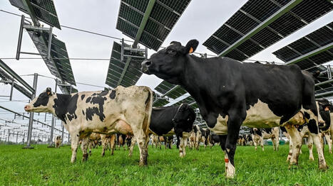 &laquo;&nbsp;J&rsquo;ai besoin de diversifier mes revenus&nbsp;&raquo;&nbsp;: cet agriculteur participe &agrave; un projet collectif d&rsquo;agrivolta&iuml;sme en Mayenne - Ouest France [Abonn&eacute;s] | Agriculture en Pays de la Loire | Scoop.it