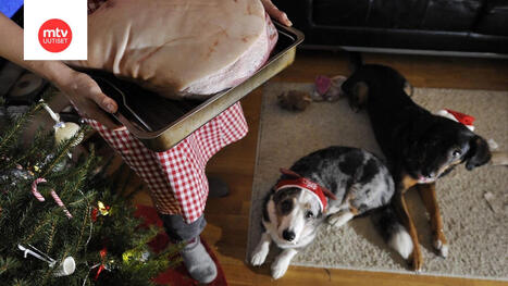 N&auml;m&auml; ovat joulun vaaranpaikat lemmikille &ndash; "Hyvin myrkyllisi&auml;" | 1Uutiset - Lukemisen t&auml;hden | Scoop.it
