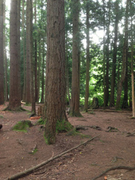 Mindfulness: Finding peace in a frantic world in 8 weeks! | The Province | The (Mind) Full Plate | Scoop.it