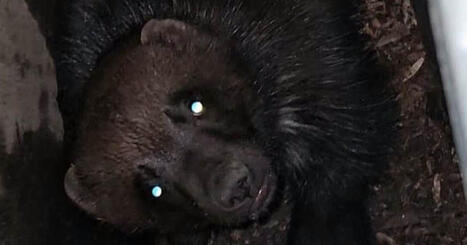 Wolverines making stealthy return to southern Finland | Yle News | Yle | 1Uutiset - Lukemisen tähden | Scoop.it
