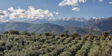 Corse : bient&ocirc;t des plants d&rsquo;oliviers certifi&eacute;s | HORTICULTURE | Scoop.it