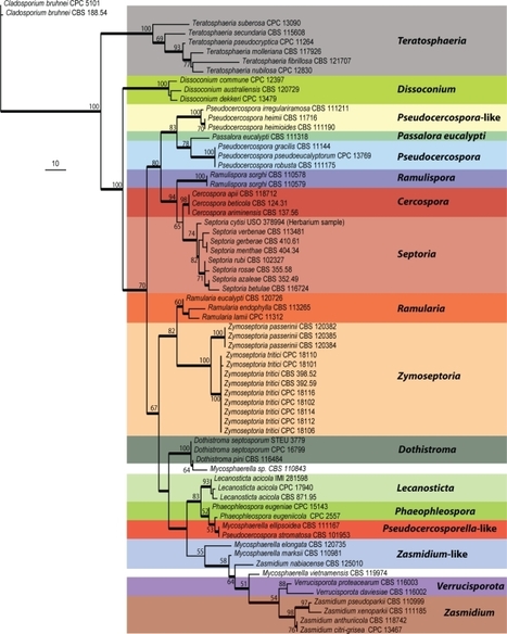 Mycosphaerella graminicola, agent of septoria tritici blotch of wheat, renamed Zymoseptoria tritici (2011) | Plants and Microbes | Scoop.it