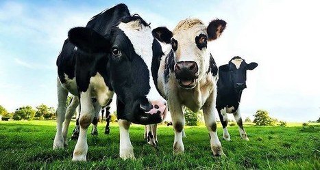 La Dordogne veut inciter ses éleveurs à soigner les peaux | L'actualité de la filière cuir | Scoop.it
