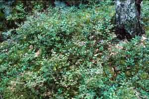MetsäVerkko - metsäekologia - metsätyypit | 1Uutiset - Lukemisen tähden | Scoop.it