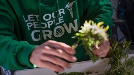 Medical marijuana program 'seriously compromised' by rapid growth, Ottawa says | Beckley News : Cannabis - Marijuana | Scoop.it