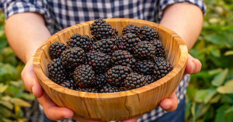 FOOD: Meet the climate-defying fruits and vegetables in your future  | ALIMENTATIONS | Scoop.it