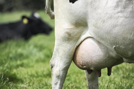 Rabobank : L'offre de lait de l'UE devrait continuer de croître au cours des six prochains mois | Lait de Normandie... et d'ailleurs | Scoop.it