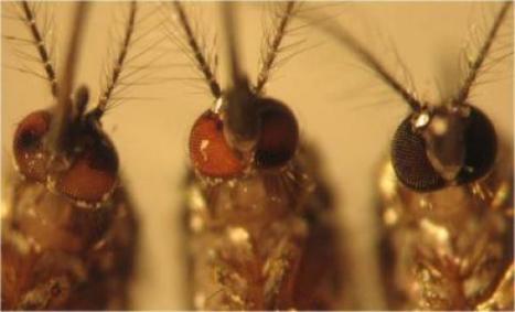 Researchers alter mosquito genome with goal of controlling disease | Insect Archive | Scoop.it