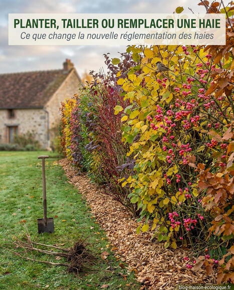 Planter, tailler ou remplacer une haie : ce que change la nouvelle r&eacute;glementation des haies | Paysage - Agriculture | Scoop.it