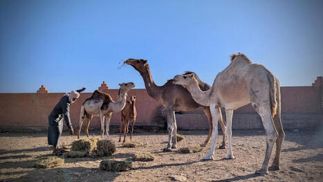 MAROC : La filière dromadaire en crise face au changement climatique  | AFRIQUES | Scoop.it