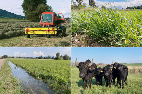 Nouvelle fiche technique sur la paludiculture - Bio-actualit&eacute;s | Pour innover en agriculture | Scoop.it