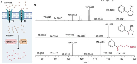 Engineered probiotic Escherichia coli-mediated intestinal nicotine clearance alleviates nonalcoholic steatohepatitis in mice | brvbe | RMH | Scoop.it