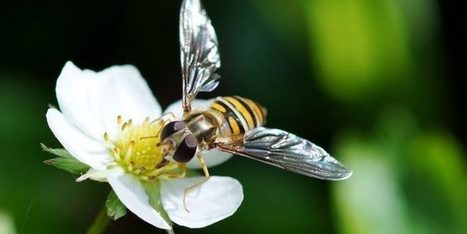 Des abeilles "insensibles aux n&eacute;onicotino&iuml;des" ? | EntomoNews | Scoop.it