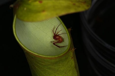 Ces araign&eacute;es-crabes offrent les restes de leurs repas &agrave; des plantes carnivores | Insect Archive | Scoop.it