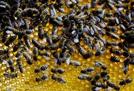 Greenpeace cible sept pesticides &agrave; interdire pour prot&eacute;ger les abeilles | EntomoNews | Scoop.it