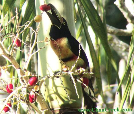 The Social Toucanet Spotted At Chaa Creek | Cayo Scoop!  The Ecology of Cayo Culture | Scoop.it
