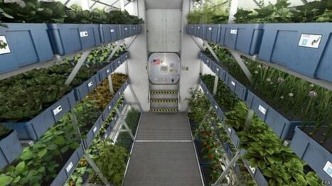 El "gran salto" de la NASA con la primera lechuga espacial | Universo y F&iacute;sica Cu&aacute;ntica | Scoop.it