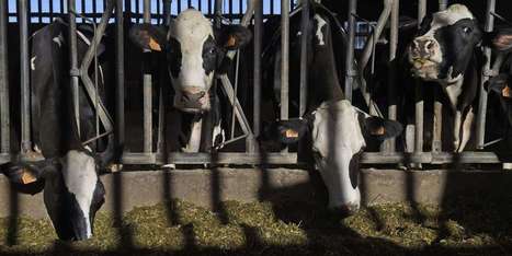 Un OGM interdit détecté dans des tonnes d’aliments pour animaux d’élevage en Europe | Toxique, soyons vigilant ! | Scoop.it