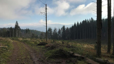 Journée internationale de la forêt : en Alsace, la mortalité des arbres a grimpé de 270% en dix ans | Biodiversité | Scoop.it
