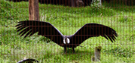 Hacienda Zuleta - Where the Condors Are | Galapagos | Scoop.it