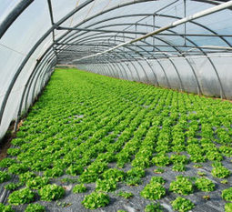 Farming under glass and plastic | WSU Insider | Washington State University | Stage 5 Sustainable Biomes | Scoop.it