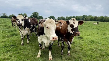 Les recommandations du CGAAER pour la fili&egrave;re laiti&egrave;re | Economie de l'Elevage | Scoop.it