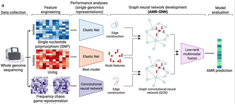 AMR-GNN: a multi-representation graph neural network framework to enable genomic antimicrobial resistance prediction | Ncm | RMH | Scoop.it