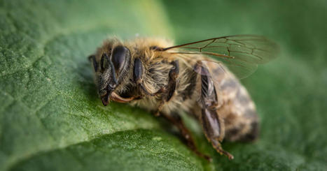 Néonicotinoïdes : le Conseil d'État reconnaît les effets néfastes sur la santé des abeilles | Toxique, soyons vigilant ! | Scoop.it