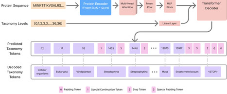 TaxoFormer: Hierarchical Transformer for Predicting the Full Taxonomic Lineage of Protein Sequences | brvai | RMH | Scoop.it