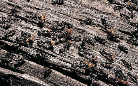 Les fourmis infectées par des champignons pathogènes évitent les autres clans de leur colonie — la préservant ainsi d'une infection généralisée tout en lui conférant une sorte d'immunité | EntomoNews | Scoop.it