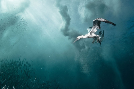 Plunge Diver - Alexander Safonov | My Photo | Scoop.it