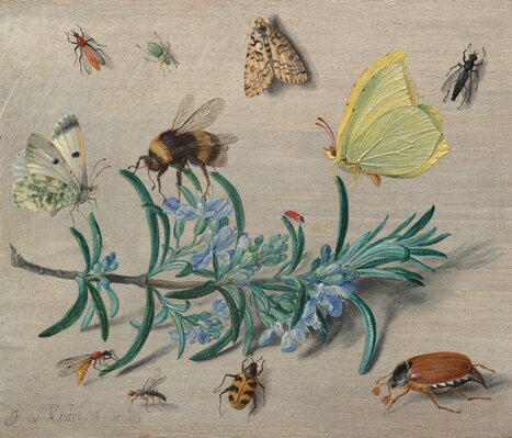 Insect paintings from the 1600s, by Flemish artist Jan van Kessel the Elder | National Gallery of Art | Insect Archive | Scoop.it