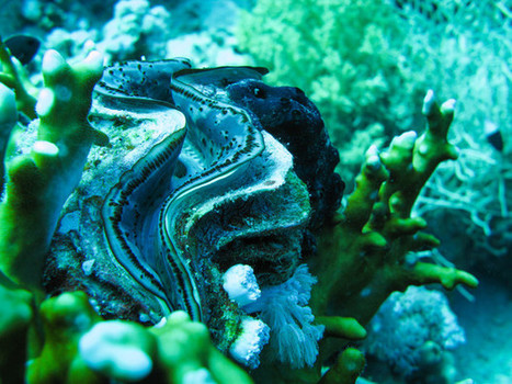 Acidification des océans : la biodiversité marine menacée par les émissions de CO2 : Geo.fr | Biodiversité | Scoop.it