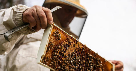 U.S.D.A. Approves First Vaccine for Honeybees - The New York Times - Nature | Bioscience News - GEG Tech top picks | Scoop.it