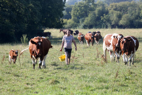 Bretagne. Cette invention française placée sur les vaches leur fait faire plus de lait, il y a même de l'IA | Elevage et numérique | Scoop.it