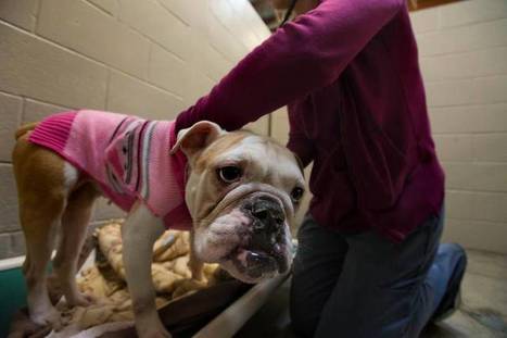 Animal shelter workers cope with ‘compassion fatigue’ | Empathy and Animals | Scoop.it