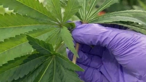 Medical marijuana facility planned for Charlottetown | Beckley News : Cannabis - Marijuana | Scoop.it