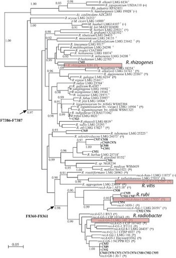 Agrobacterium or Rhizobium, which name to use? | Plant-Microbe Symbiosis | Scoop.it