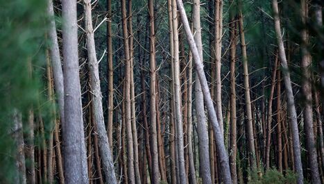 Nématode du pin dans les Landes : des mesures prises pour limiter sa propagation - ICI | Landes | Scoop.it