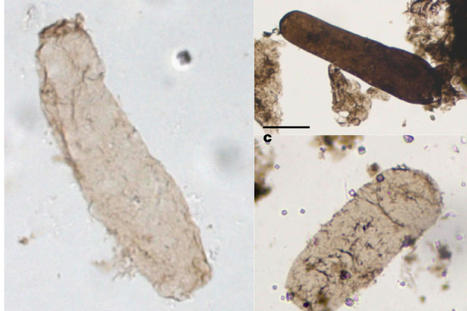 Des micro-algues ont préservé les araignées fossiles d'Aix-en-Provence -  Sciences et Avenir