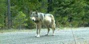 Adapter la chasse &agrave; la pr&eacute;sence du loup en Valais? | Pastoralisme Ours Loups Lynx | Scoop.it