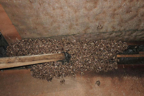 Ce que vous voyez, c'est la plus grande colonie de chauves-souris de Côte-d’Or ! Elle sera préservée | Chiroptères | Scoop.it