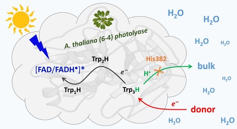 Limited solvation of an electron donating tryptophan stabilizes a photoinduced charge-separated state in plant (6-4) photolyase. | I2BC Paris-Saclay | Scoop.it