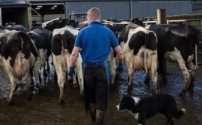 USA : Mise à jour importante du Programme de protection de la marge pour les producteurs laitiers | Lait de Normandie... et d'ailleurs | Scoop.it