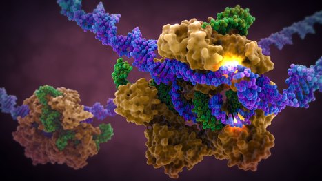 Advancing the genetic engineering toolbox by combining AsCas12a knock-in mice with ultra-compact screening | Nature Communications | Genetic Engineering Publications - GEG Tech top picks | Scoop.it