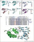 Current Opinion in Structural Biology - TAL effectors: function, structure, engineering and applications | TAL effector science | Scoop.it