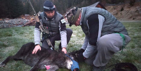 Zones d&rsquo;ombre autour de la disparition du &laquo;&nbsp;loup de Valberg&nbsp;&raquo; | Revue de presse du Centre de doc | Scoop.it